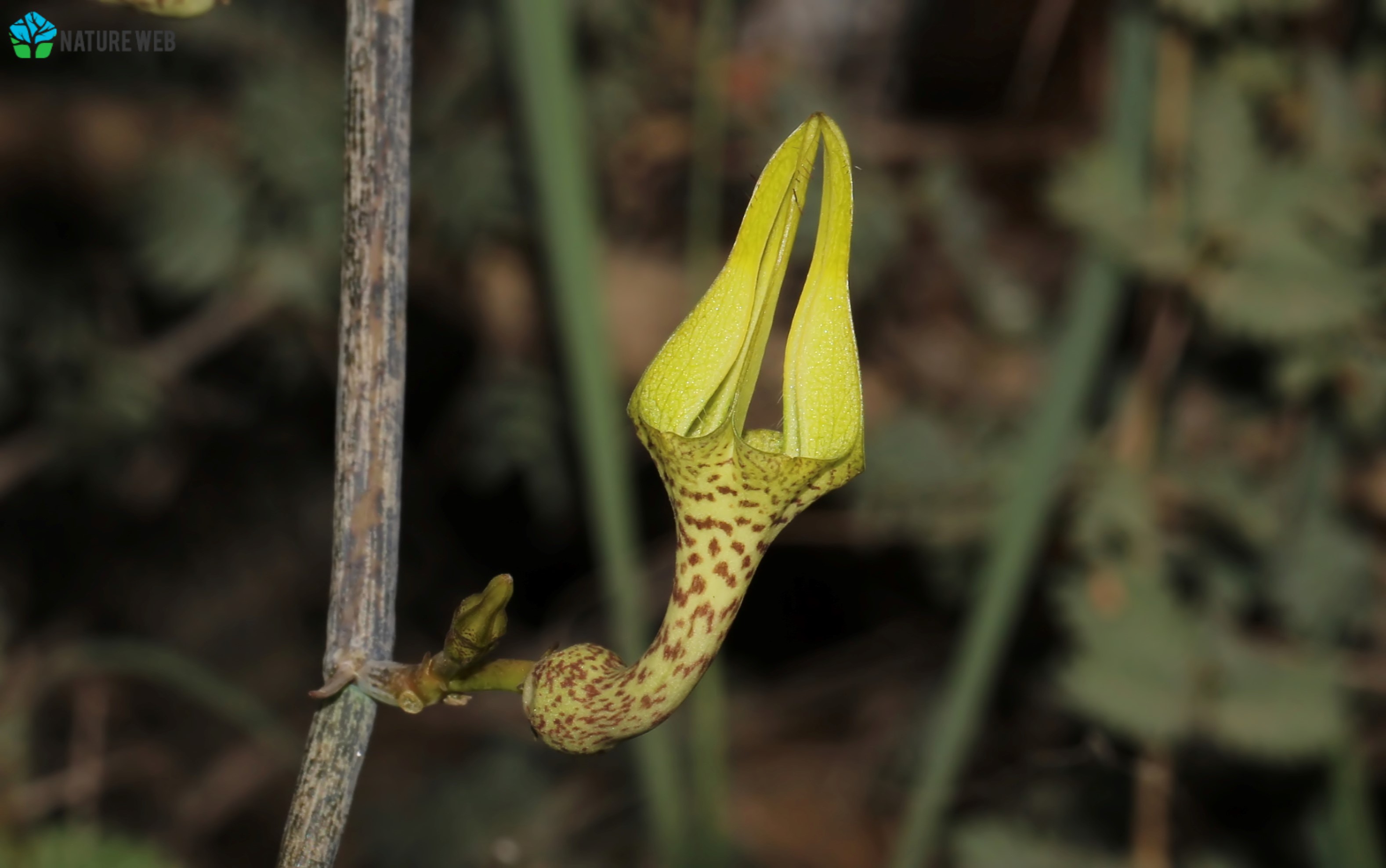 Leafless Goglet Flower